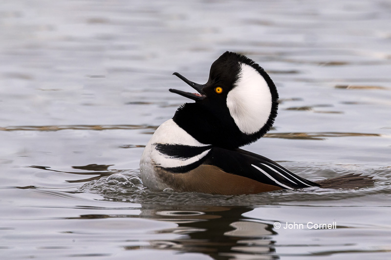 Courtship Behavior;Courtship Display;Courtship Ritual;Hooded Merganser;Lophodytes cucullatus;One;avifauna;bird;birds;color image;color photograph;feather;feathered;feathers;natural;nature;outdoor;outdoors;wild;wilderness;wildlife